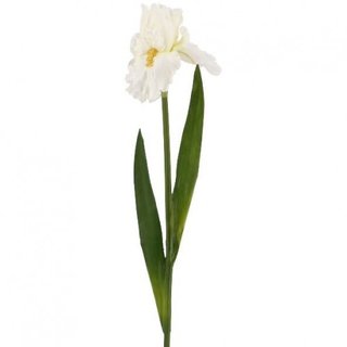 Iris Elodia, L80cm, Blüte H13cm, weiß