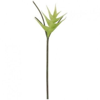 Heliconia Surin, L85cm, creme-grün